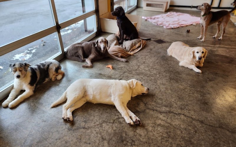 The Golden Bone Pet Resort