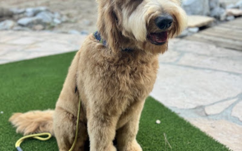 Lili's Pet Grooming Spa & Boutique