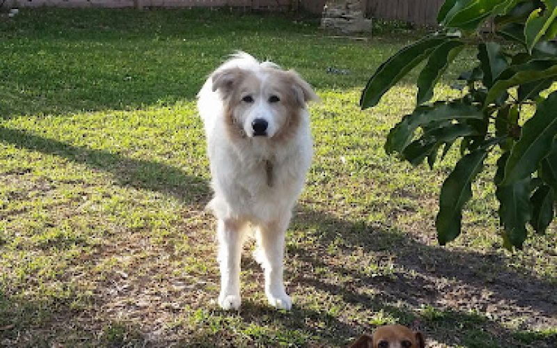 Treasure Coast Pet Sitter