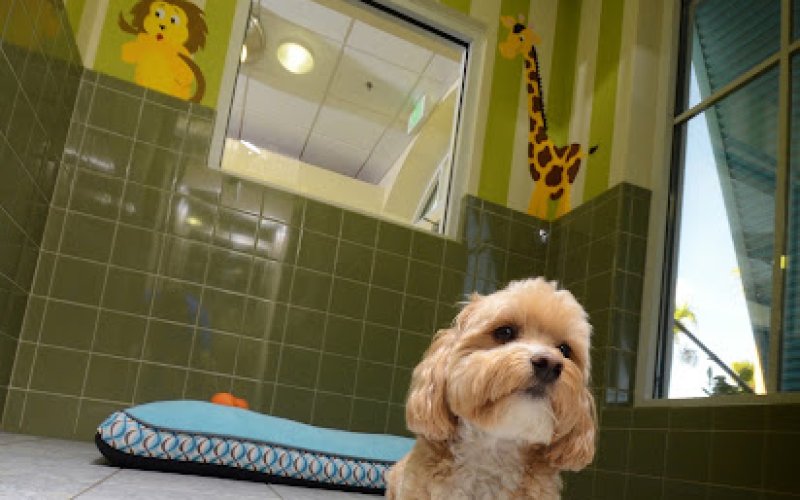 Veterinary Medical & Emergency Center