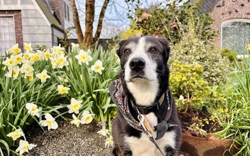 Holly Hearts Animals: Dog boarding + Pet sitting