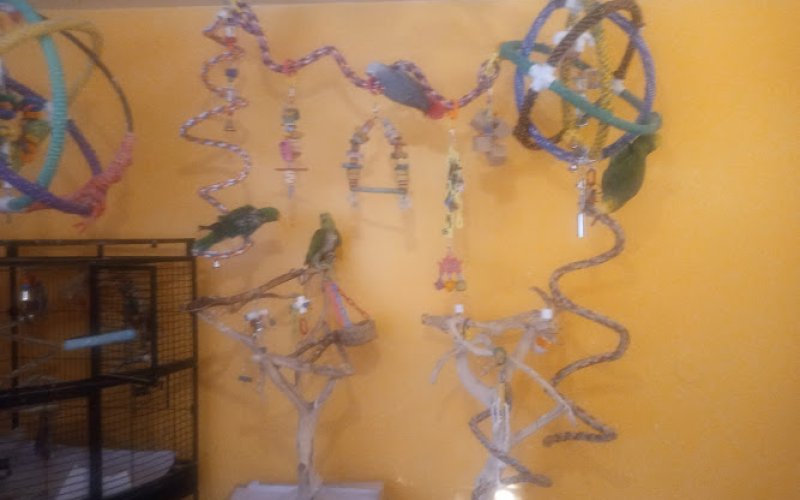 Loving Care Bird Boarding & Services