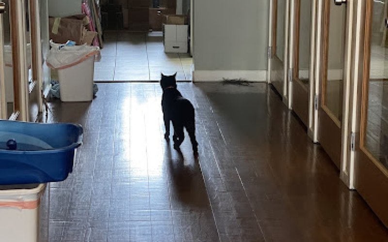 Meowhaus 1 Feline Boarding & Day Spa