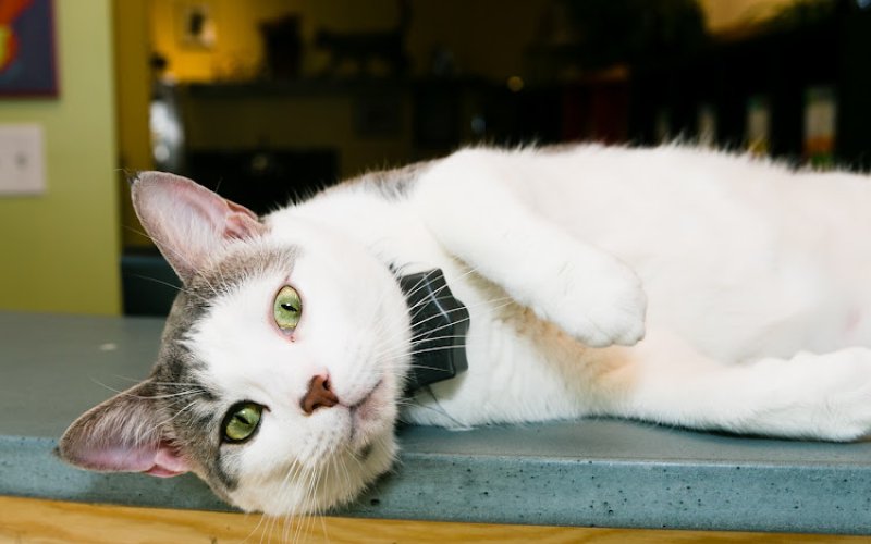City Kitty Veterinary Care for Cats