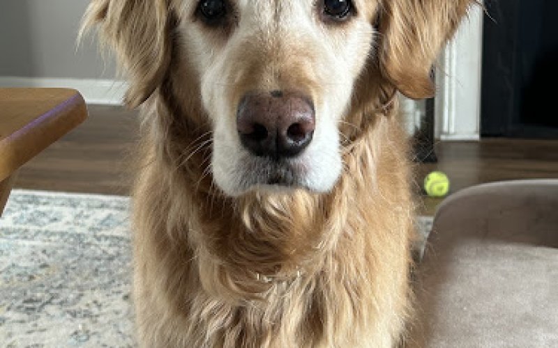Pets At Peace Vet Care:In-home Euthanasia