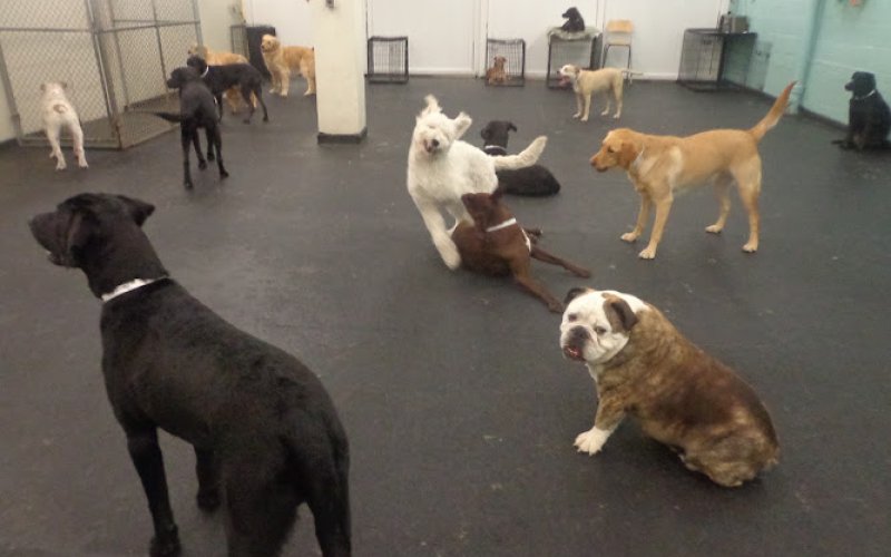 The Barking Lot