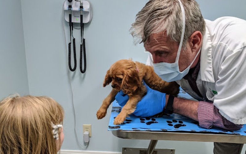 Pet Medical Services