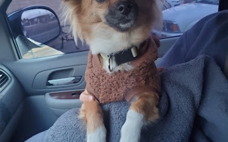 Belaire Animal Hospital — Animal hospital in Pueblo