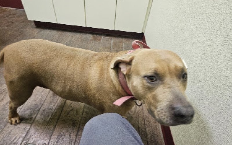 Caring Hearts Animal Clinic