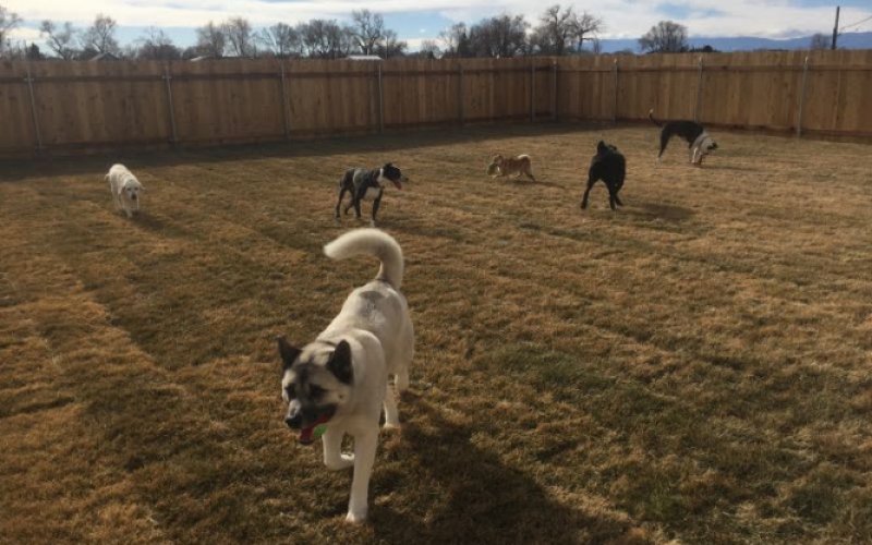 Elite Paws Pet Resort