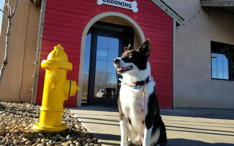 Pet Paradise