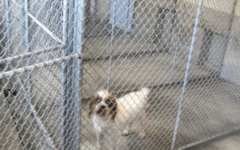 Brian's Kennels Training & Quality Grooming