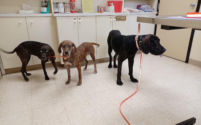 Willow Creek Veterinary Center