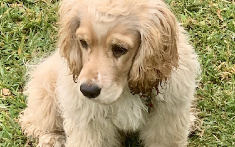 Community Animal Hospital: Ahi K S DVM