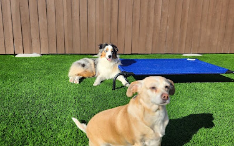 Valley Pet Hotel