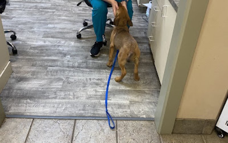 Animal Medical Center of Richardson