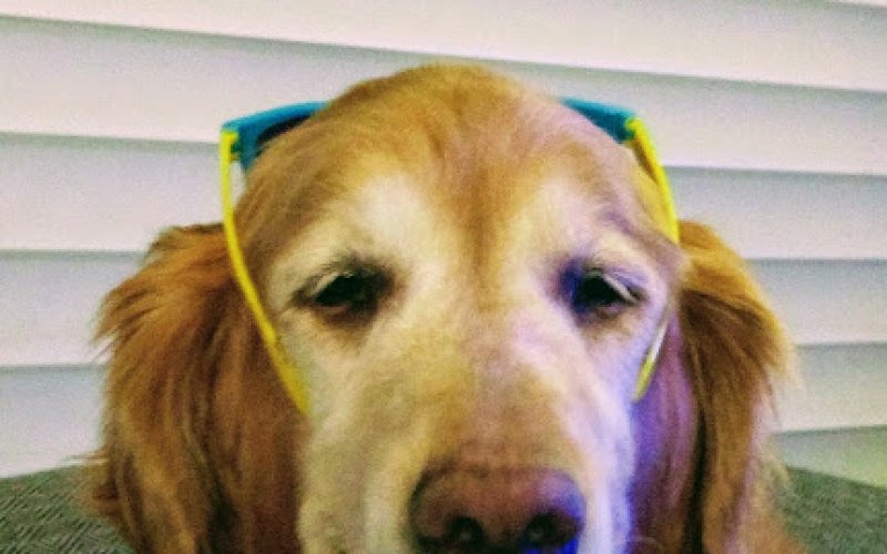 Canyon Creek Animal Clinic, A Thrive Pet Healthcare Partner