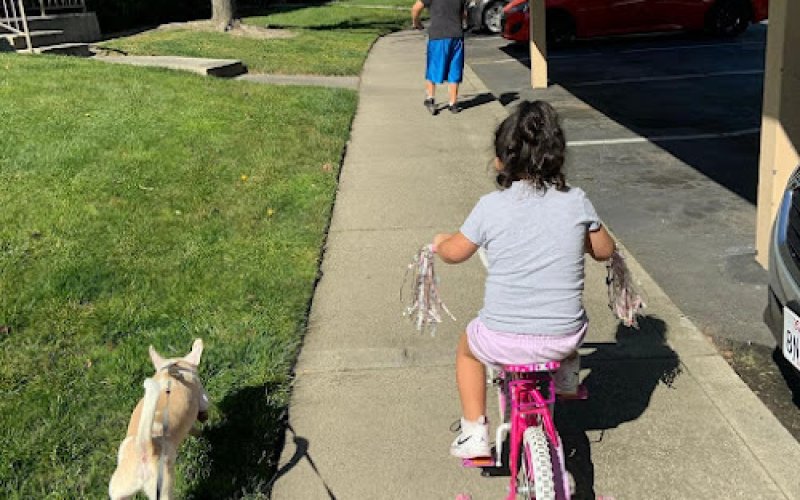 Off the grid pet sitting