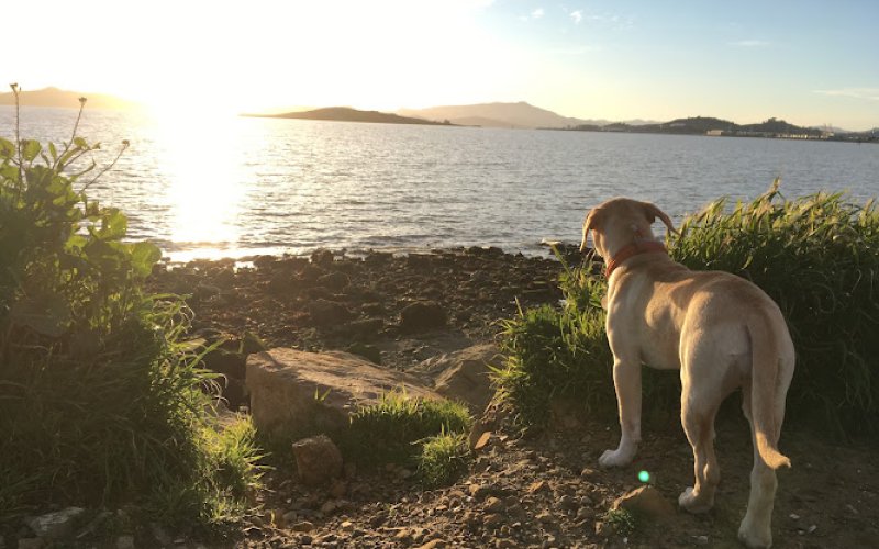 Rebecca Marlin Pet Care LLC