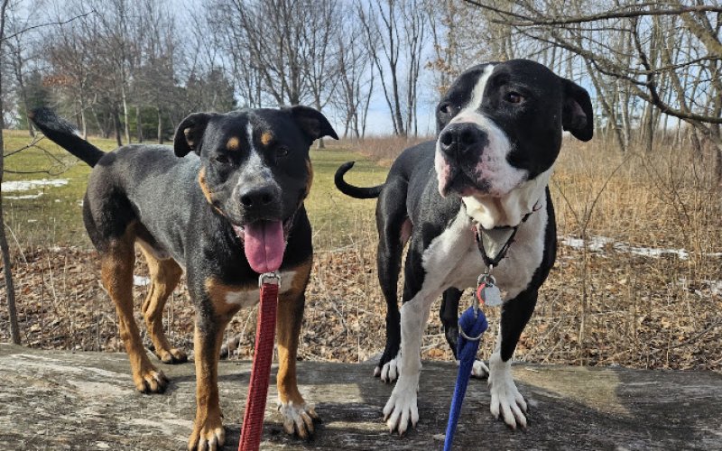 Bear Creek Kennels — Dog day care center in Rochester