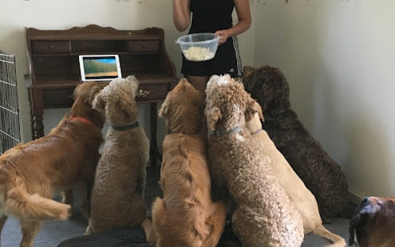 Companion Acres — Dog day care center in Rochester