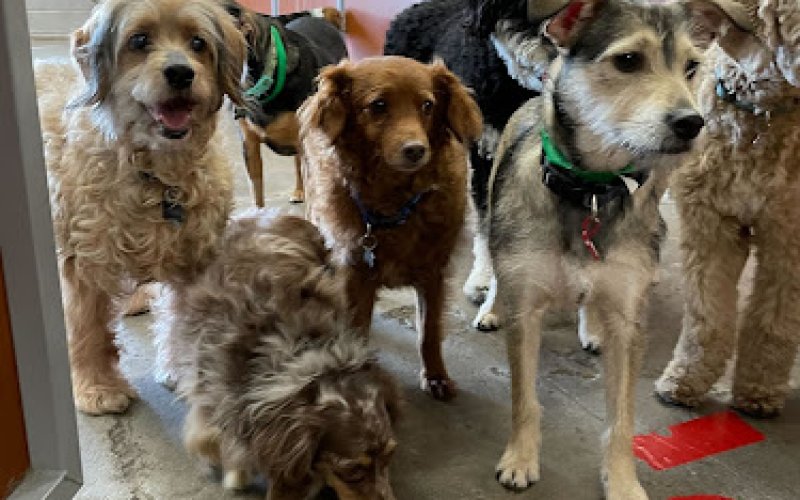 Camp Bow Wow Rochester