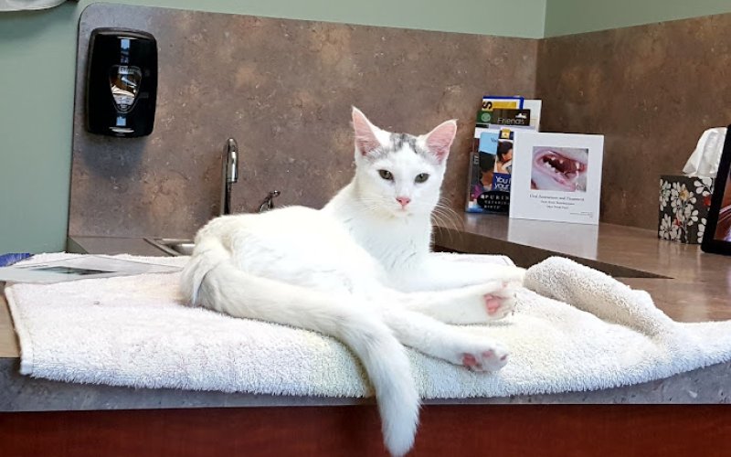 Cats & Critters Veterinary Hospital