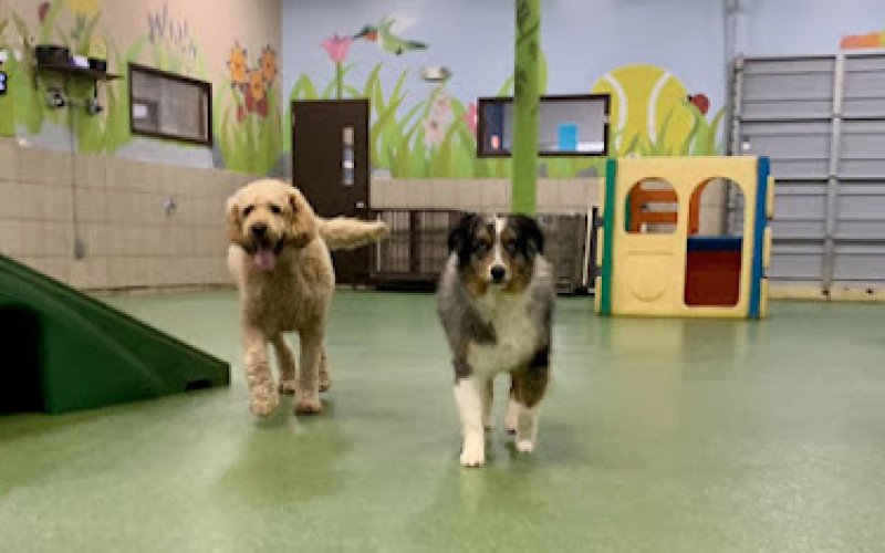 Tails of Success: Dog Daycare and Training