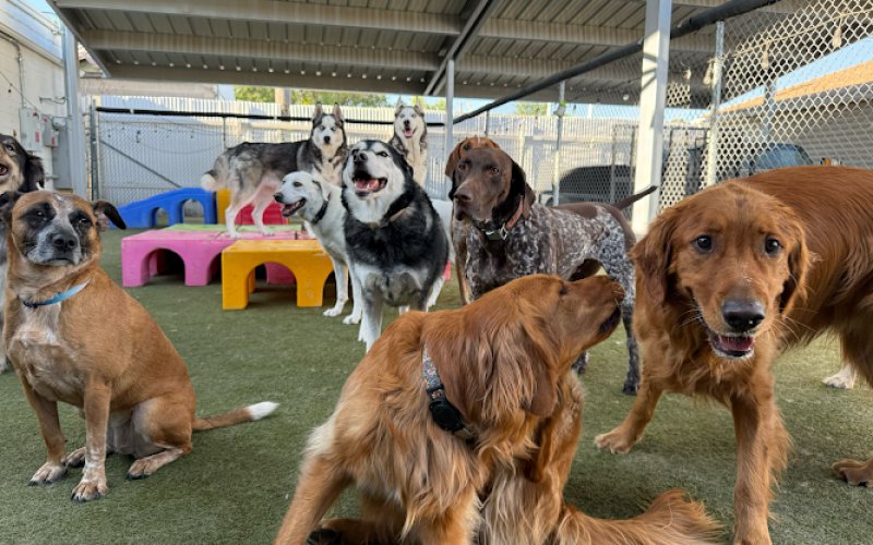 FETCH Daycare and Overnight