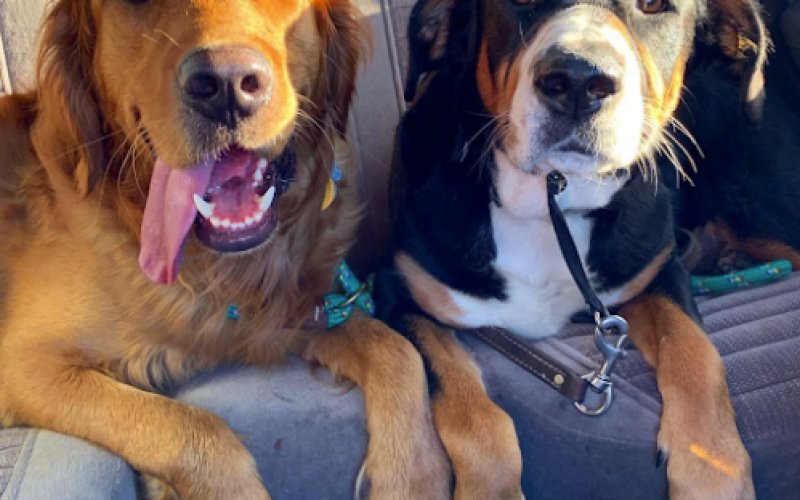 Sugar House Pets: In-Home Care, Walks, Hikes, & Training