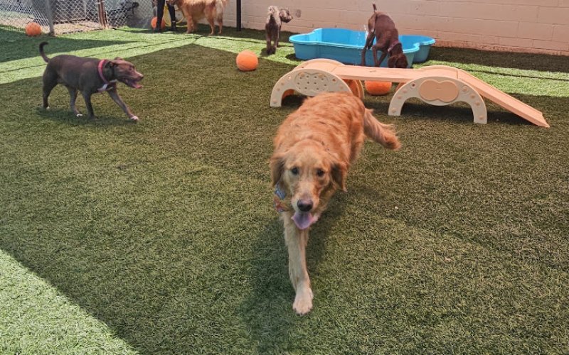 The Canine Resort & Daycare