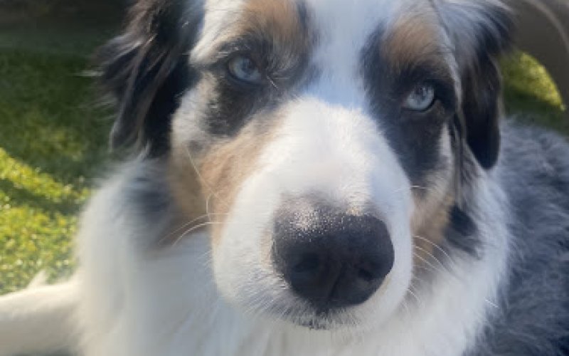 Paradise Pet Care — Pet sitter in San Diego
