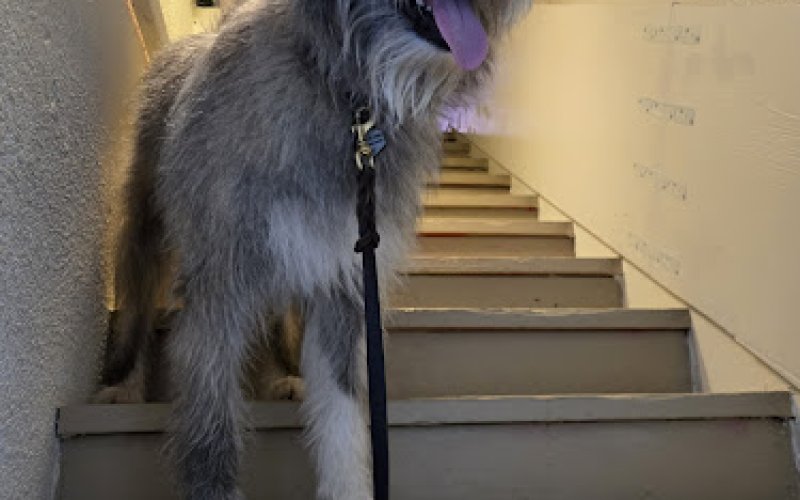San Diego Pet Boarding — Pet sitter in San Diego