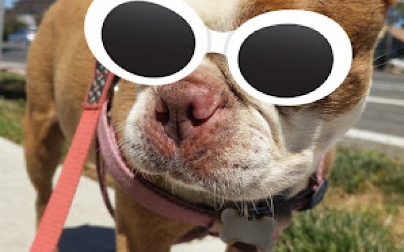Sunny Pets