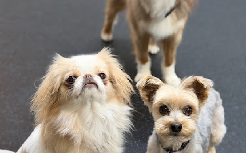 FUReverFUN Dog Care Services