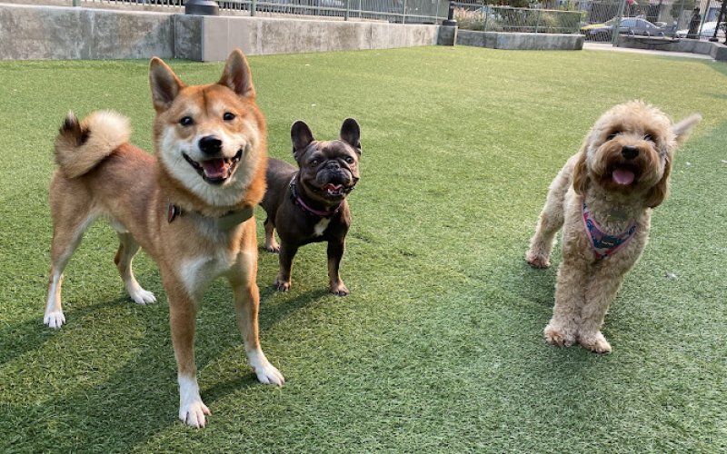 Tefani & So Dogcare
