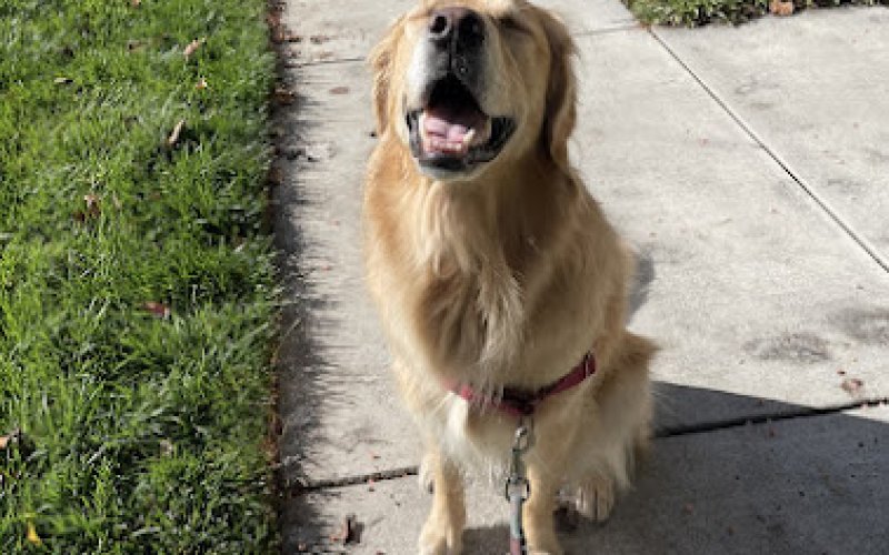 4 Paws Professional Pet Care, LLC