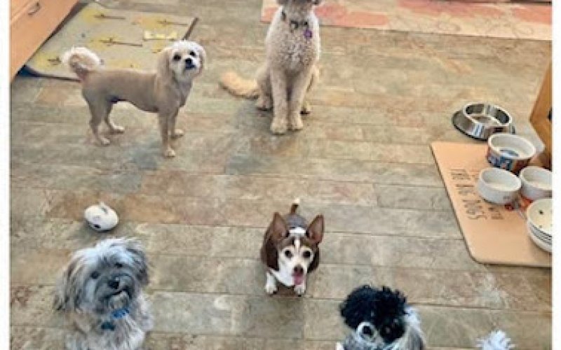 Little Wolf Pet Care, LLC.