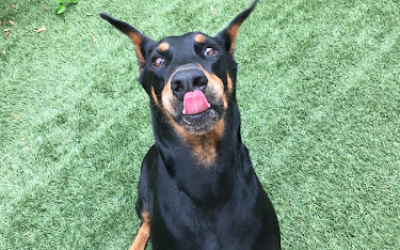 Lovable Pet Sitter & Dog Walker