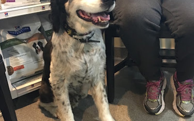 Animal Cove Pet Hospital — Veterinarian in San Mateo