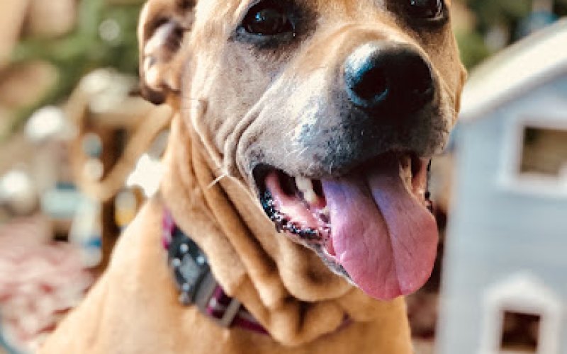 Muttley’s Playhouse LLC