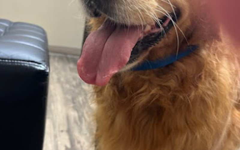 North Peninsula Veterinary Emergency Clinic — Veterinarian in San Mateo