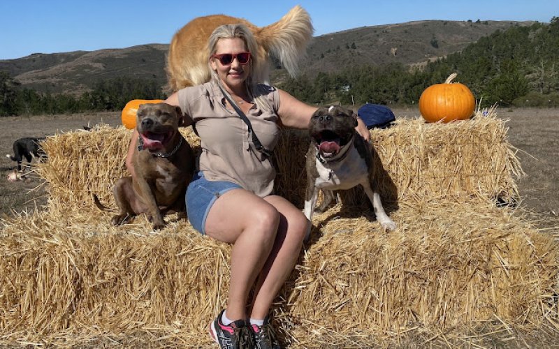 Paws Dog Camp