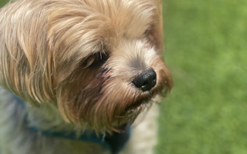 Peninsula Critter Care