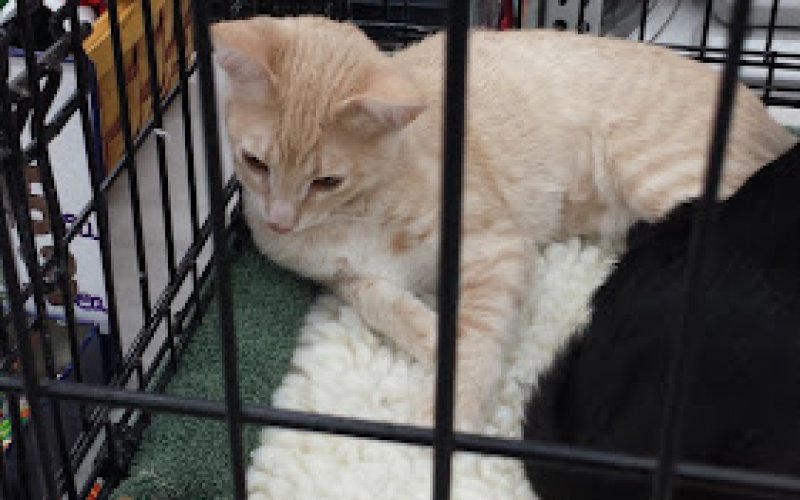 Pet Club San Mateo — Pet supply store in San Mateo
