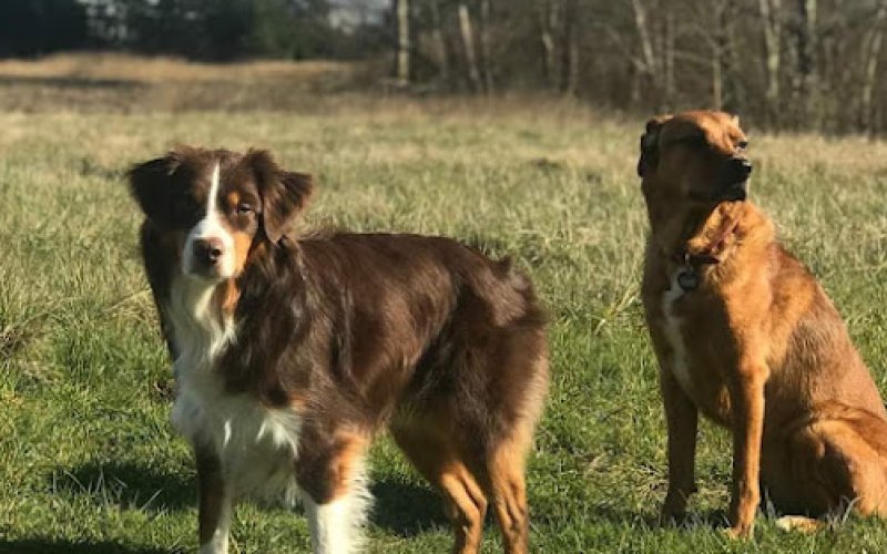 Bark Industries - Pet Sitting & Dog Walking