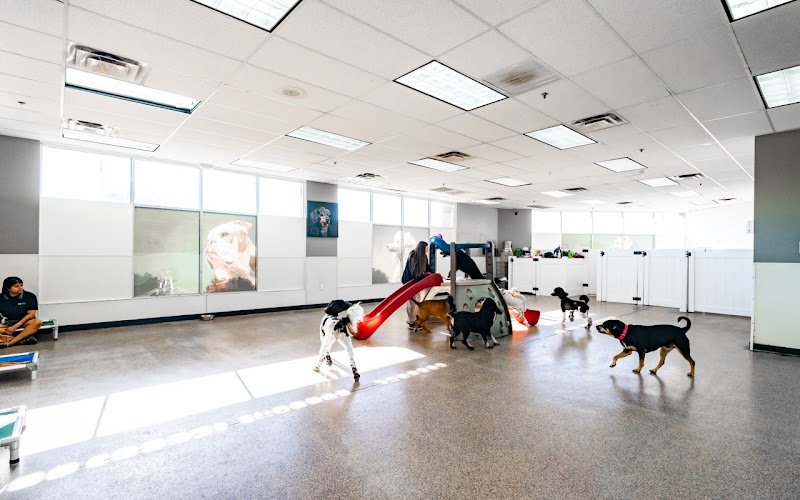 D Pet Hotels Scottsdale