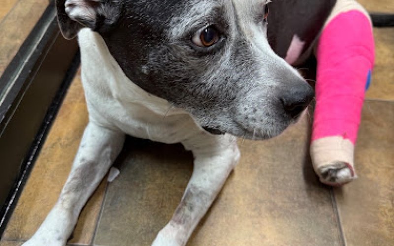 KC Animal Hospital & Pet Resort