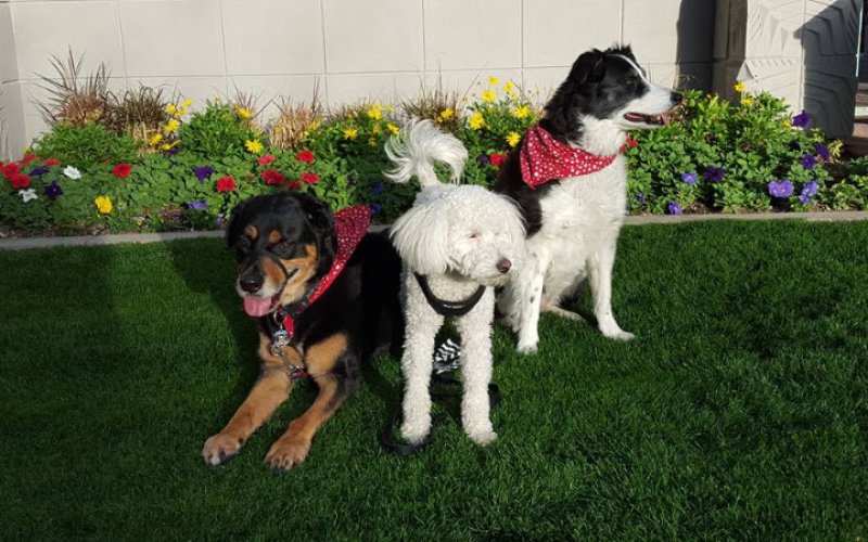 Premier Scottsdale Pet Care