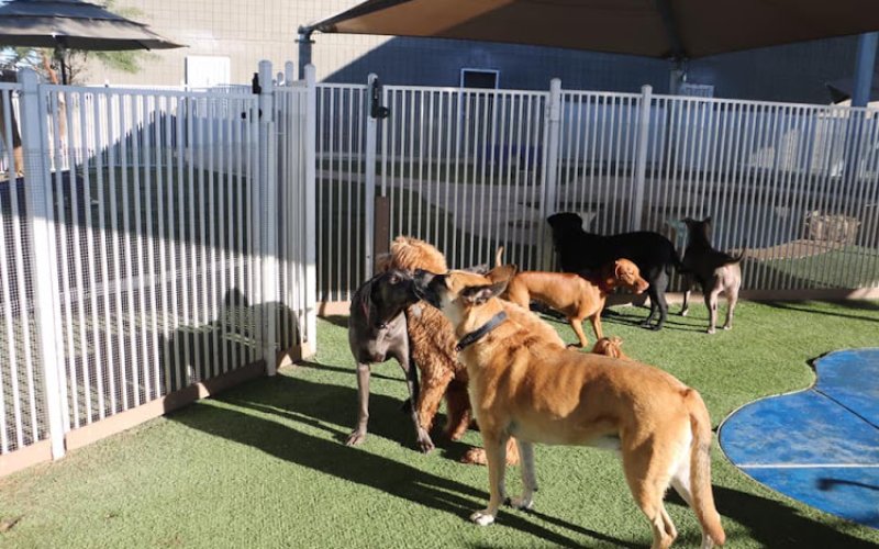 Raintree Pet Resort and Medical Center